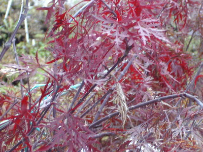 Acer palmatum dissectum atropurpureum
