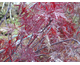Acer palmatum dissectum atropurpureum Stella Rossa