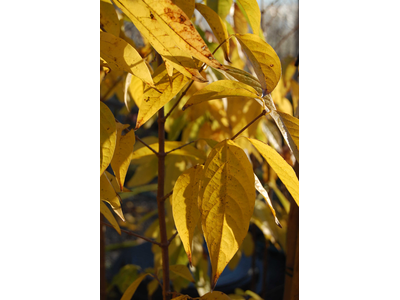 Calycanthus praecox (Chimonanthus fragrans)