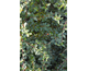 Cotoneaster dammeri