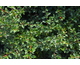 Cotoneaster suecicus