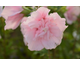 Hibiscus syriacus Pink Chiffon ®