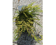 Juniperus chinensis Goldschatz