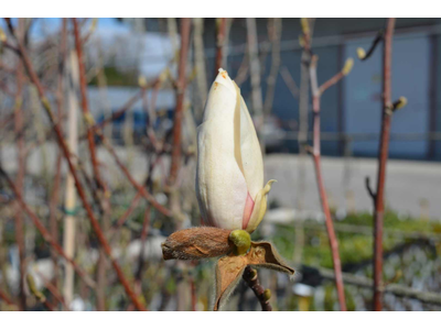 Magnolia (x soulangeana)