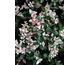 Rhyncospermum asiaticum Tricolor