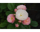 Rosa Bouquet Parfait