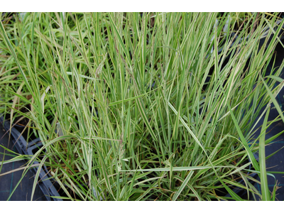 Calamagrostis acutiflora