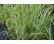 Calamagrostis acutiflora
