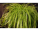 Carex oshimensis