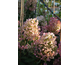 Hydrangea paniculata Tickled Pink ® First Editions