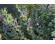 Eryngium leavenworthi (Purple Sheen)