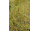 Carex albula