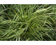 Carex oshimensis Evercream ®