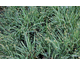Carex laxiculmus