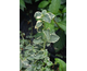 Hydrangea anomala ssp. petiolaris Silver Lining ®