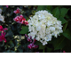 Hydrangea macrophylla Endless Summer ® The Bride