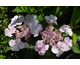 Hydrangea macrophylla Love You Kiss ®