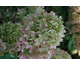 Hydrangea paniculata Limelight ®