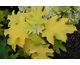 Hydrangea quercifolia