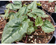 Cyclamen hederifolium None