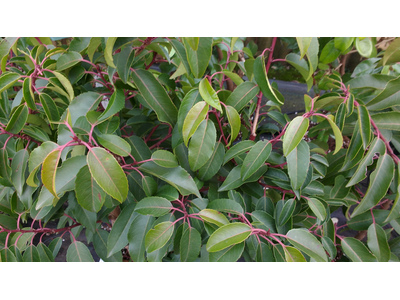 Prunus lusitanica var. myrtifolia