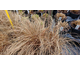 Carex flagellifera bronze form