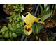 Iris pumila Brassie