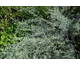Artemisia absinthium Lambrook Silver