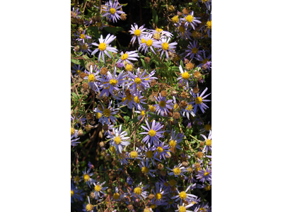 Aster ageratoides