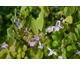 Epimedium youngianum Roseum
