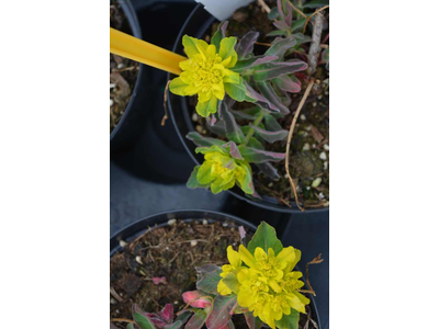Euphorbia polycroma