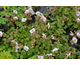 Geranium cantabrigiense