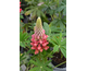 Lupinus West Country Bishops Tripple ®