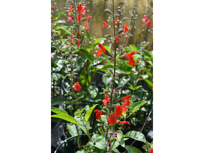 Salvia blepharophylla