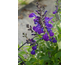 Salvia greggii Mirage Blue