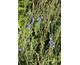 Salvia chamaedryoides var. isochroma