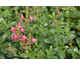 Salvia greggii Mirage Pink