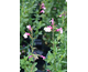 Salvia microphylla Delice Gold and Wine ®