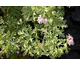 Pelargonium Lady Plymouth