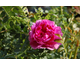 Rosa roxburghii plena