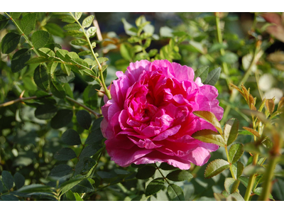 Rosa roxburghii plena