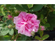Rosa centifolia None