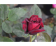 Rosa Black Perfumella