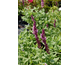 Salvia nemorosa Pink Friesland ®