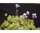 Viola hederacea 