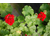 Pelargonium Rosebud