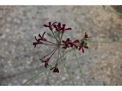 Pelargonium specie