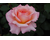 Rose a fiore grande