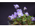 Viola odorata a fiore doppio