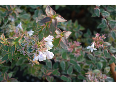Abelia grandiflora